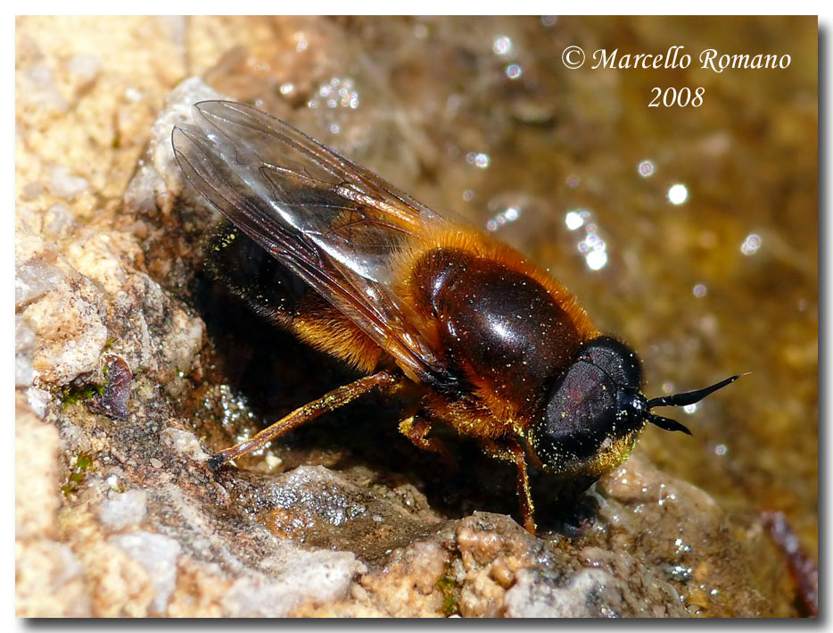 Callicera sp. (Syrphidae) dalle Madonie